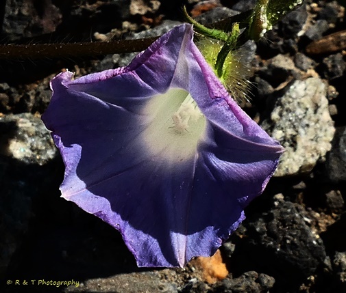 {Ipomoea hederacea}